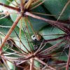 04 _Coryphantha _wohlschlageri _06